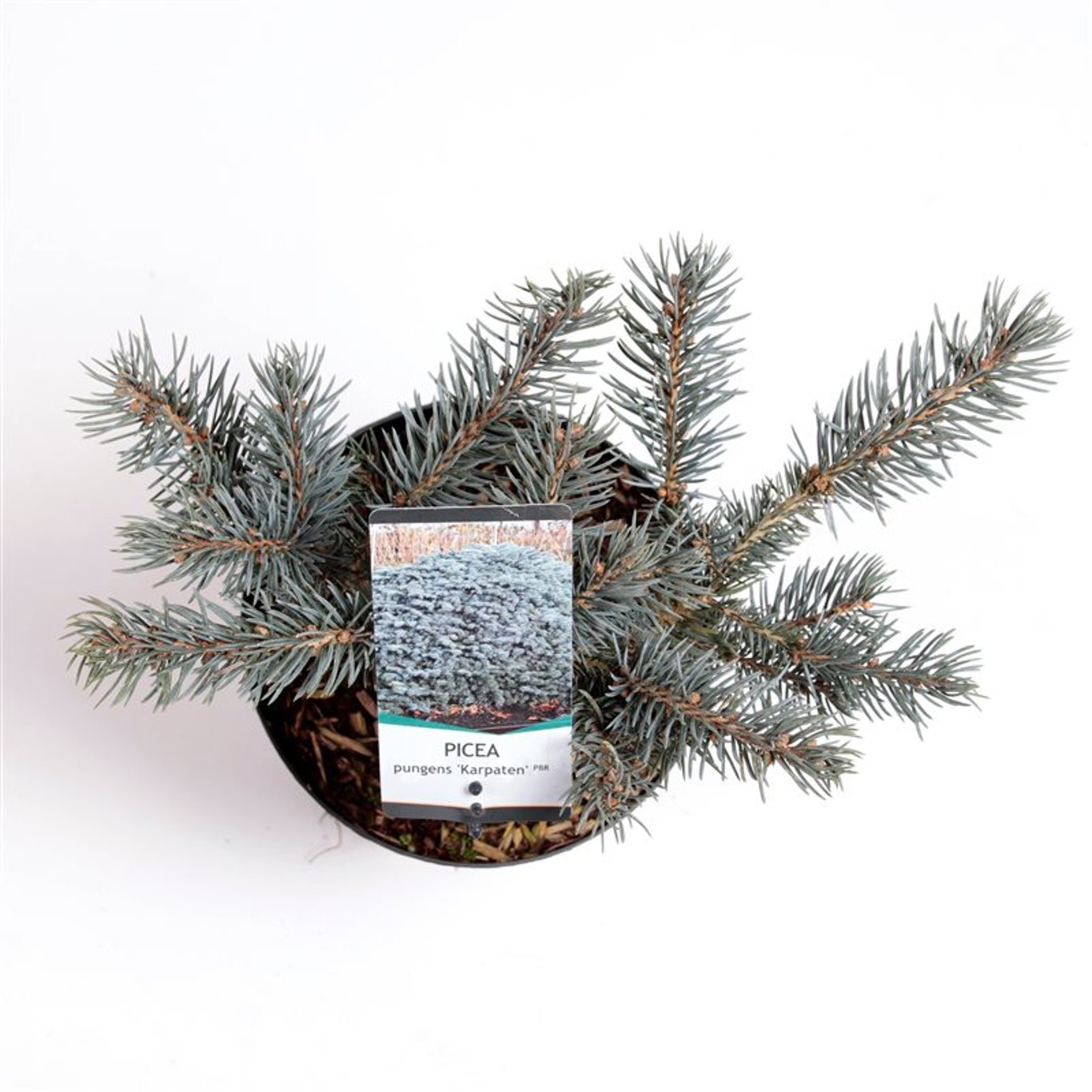 Blågran – Picea pungens 'Karpaten' - C3 20-25 CM